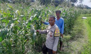 Bhabinkamtibmas Dorong Swasembada Pangan di Desa Montong Are