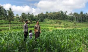 Bhabinkamtibmas Mareje Dukung Petani Jagung di Lembar