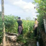Jagung Bonanza dan Peran Polri dalam Ketahanan Pangan