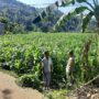 Polisi Sambangi Petani Jagung di Sekotong Timur, Dukung Ketahanan Pangan