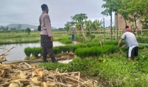 Polri Pantau Langsung Tanam Padi di Desa Lelede, Lombok Barat
