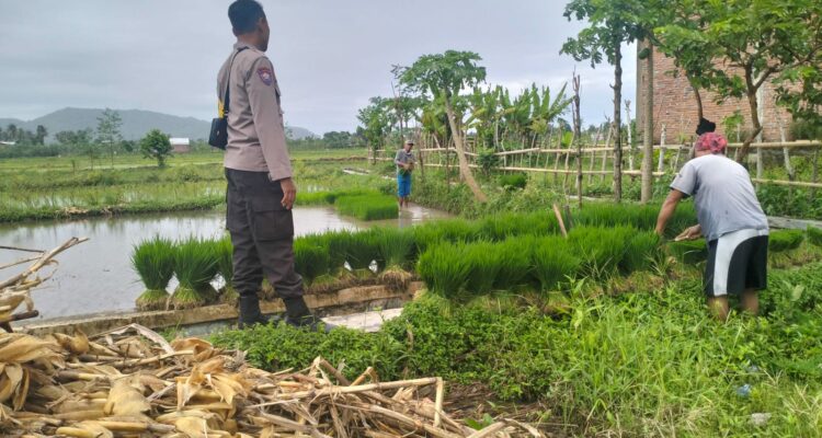 Polri Pantau Langsung Tanam Padi di Desa Lelede, Lombok Barat