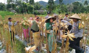 Panen Raya Jagung di Lombok Barat: Sinergi Petani dan Polri