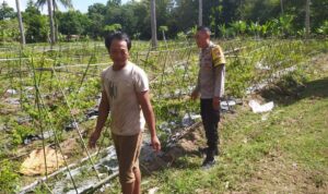 Bhabinkamtibmas Batu Putih Dukung Petani Cabai di Sekotong