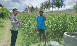 Perkuat Ketahanan Pangan, Polisi Bina Petani Jagung di Sekotong