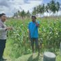 Perkuat Ketahanan Pangan, Polisi Bina Petani Jagung di Sekotong