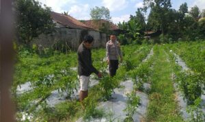 Bhabinkamtibmas Jagaraga Gencarkan Sosialisasi Ketahanan Pangan, Dorong Petani Manfaatkan Lahan