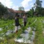 Bhabinkamtibmas Jagaraga Gencarkan Sosialisasi Ketahanan Pangan, Dorong Petani Manfaatkan Lahan