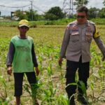 Bhabinkamtibmas Telagawaru Dorong Ketahanan Pangan Warga Paok Kambut