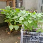 Bhabinkamtibmas Terong Tawah Dorong Ketahanan Pangan Lewat Pemanfaatan Pekarangan