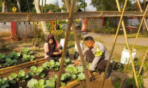 KWT Dusun Pemangket Ubah Pekarangan Jadi Kebun Sayur Produktif di Kuripan Utara