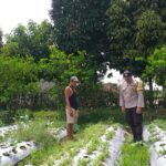 Ketahanan Pangan Dimulai dari Rumah, Inisiatif Bhabinkamtibmas di Desa Jagaraga