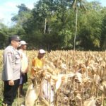 Panen Jagung Sukses di Gerung Selatan, Polri Hadir Jaga Kondusivitas