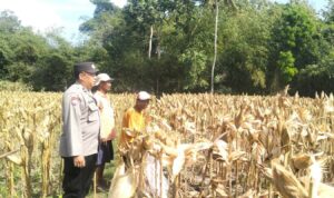 Panen Jagung Sukses di Gerung Selatan, Polri Hadir Jaga Kondusivitas