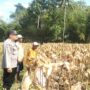 Panen Jagung Sukses di Gerung Selatan, Polri Hadir Jaga Kondusivitas