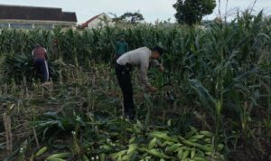 Peran Aktif Bhabinkamtibmas Labuapi Dukung Ketahanan Pangan Lokal