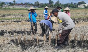 Polri Dukung Swasembada Pangan, Bhabinkamtibmas Montong Are Gandeng Petani