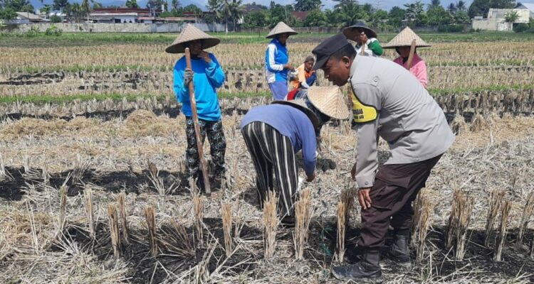Polri Dukung Swasembada Pangan, Bhabinkamtibmas Montong Are Gandeng Petani