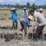 Polri Dukung Swasembada Pangan, Bhabinkamtibmas Montong Are Gandeng Petani