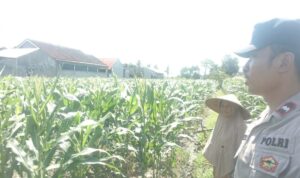 Polri dan Petani Labuapi Bersinergi, Perkuat Ketahanan Pangan Nasional Melalui Optimalisasi Lahan