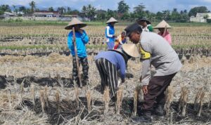 Ketahanan Pangan Dimulai dari Desa: Langkah Humanis Bhabinkamtibmas Montong Are