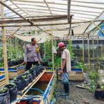 Bhabinkamtibmas Ajak Warga Dusun Tempit Tanam Sayur di Pekarangan Rumah