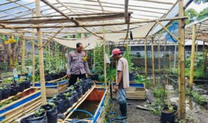 Bhabinkamtibmas Ajak Warga Dusun Tempit Tanam Sayur di Pekarangan Rumah