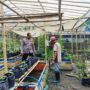 Bhabinkamtibmas Ajak Warga Dusun Tempit Tanam Sayur di Pekarangan Rumah