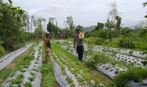 Bhabinkamtibmas Batulayar Dampingi Warga Panen Cabai, Dorong Pangan Mandiri dari Pekarangan