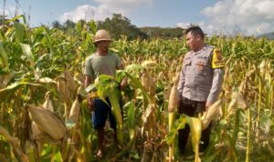 Bhabinkamtibmas Dorong Pemanfaatan Lahan untuk Ketahanan Pangan di Dusun Tambang Eleh