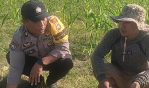 Bhabinkamtibmas Karang Bongkot Dukung Petani Jagung Manis Eksotik Lombok Barat