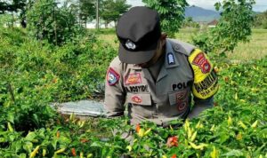 Bhabinkamtibmas Kuripan Utara Dampingi Petani Panen Cabai, Dukung Ketahanan Pangan