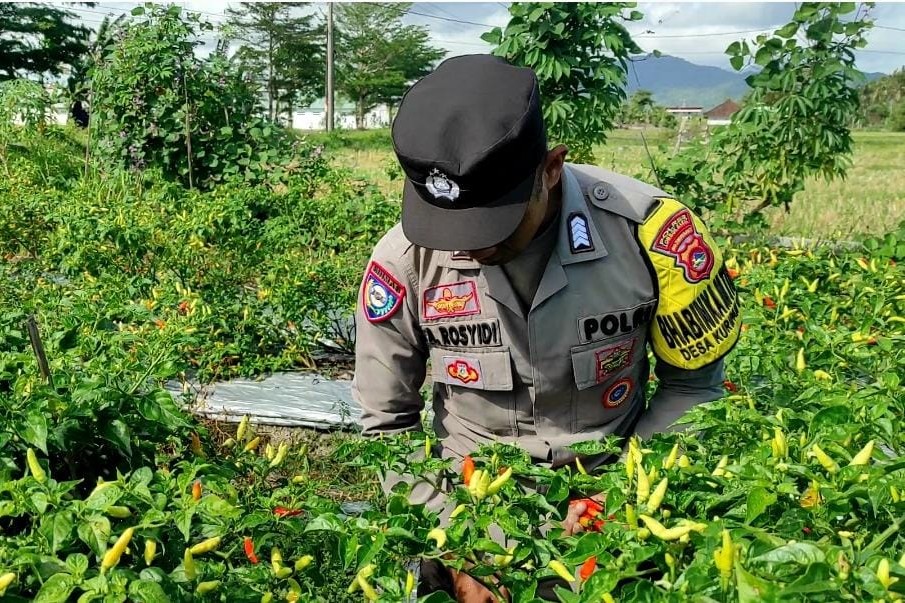 Bhabinkamtibmas Kuripan Utara Dampingi Petani Panen Cabai, Dukung Ketahanan Pangan