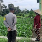 Bhabinkamtibmas Montong Are Dukung Ketahanan Pangan Lewat Pendampingan Petani
