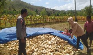 Bhabinkamtibmas Sekotong Dukung Petani Jagung di Desa Batu Putih