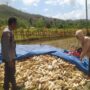 Bhabinkamtibmas Sekotong Dukung Petani Jagung di Desa Batu Putih