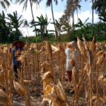 Bhabinkamtibmas Tempos Dampingi Panen Jagung, Wujud Nyata Dukung Ketahanan Pangan