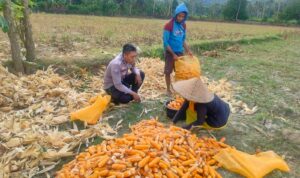 Jalin Silaturahmi, Bhabinkamtibmas Lembar Dukung Petani Jagung di Eyat Mayang