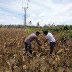 Polri Dampingi Petani Kedaro Sinergi Ketahanan Pangan di Lombok Barat