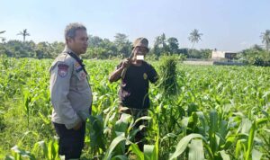 Polsek Batulayar Ajak Masyarakat Perempung Maksimalkan Lahan untuk Ketahanan Pangan