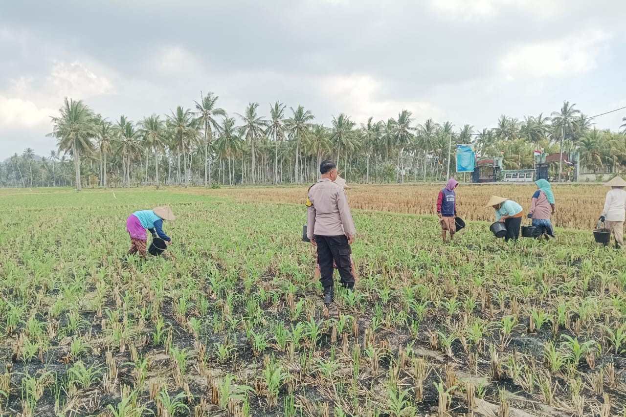 Polsek Gerung Perkuat Ketahanan Pangan Lewat Monitoring Pertanian Desa Banyu Urip