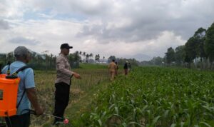 Polsek Kediri Bersama Bhabinkamtibmas dan PPL Pertanian Tingkatkan Ketahanan Pang