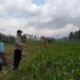 Polsek Kediri Bersama Bhabinkamtibmas dan PPL Pertanian Tingkatkan Ketahanan Pang