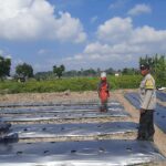 Polsek Kediri Dorong Warga Montong Are Tanam Cabai untuk Ketahanan Pangan