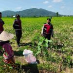 Polsek Kuripan Dukung Ketahanan Pangan Lewat Patroli di Lahan Jagung