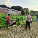 Polsek Kuripan Dukung Ketahanan Pangan di Dusun Pelulan Lewat Sosialisasi ke Petani Jagung