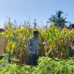 Sinergi Polisi dan Petani di Dusun Bila Tepung Hasilkan Panen Jagung Melimpah