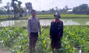 Sinergi Polisi dan Petani di Desa Jagaraga untuk Wujudkan Kemandirian Pangan