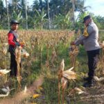 Panen Jagung di Dusun Lilin, Polsek Gerung Perkuat Sinergi dengan Petani