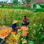 Polisi Sambangi Petani Jagung di Eyat Mayang Lembar, Dorong Ketahanan Pangan Lokal